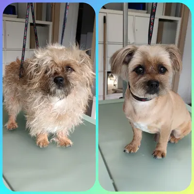 Salon Pielęgnacji Psów - Planet'a Psa - Pielęgnacja Twojego Pupila, Psi Fryzjer